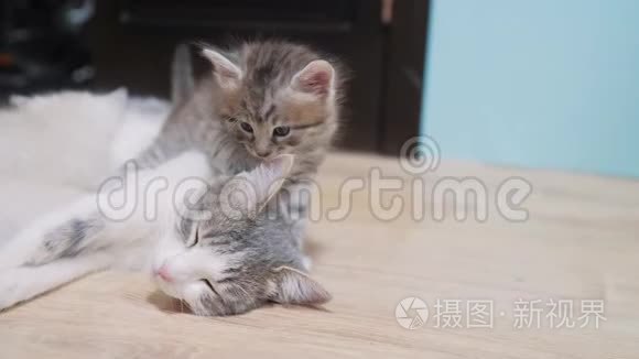 小猫和猫妈妈可爱的视频。睡在猫妈妈旁边的可爱小猫。猫咪亲情关爱友情