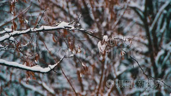 下雪的冬季森林