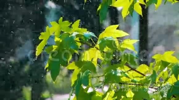 绿叶上的雨视频