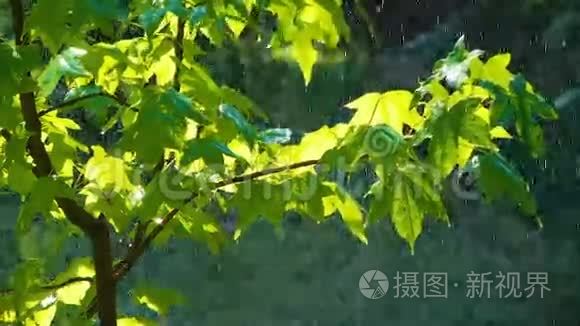 绿叶上的雨视频