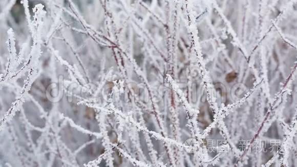冬季滑降时结霜的树枝视频