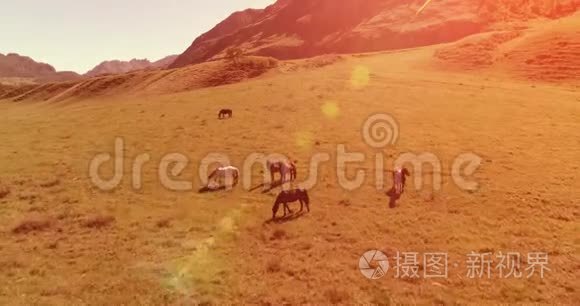 在草地上飞过野马群。 春山野自然.. 自由生态概念。