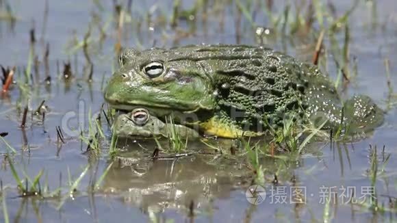 与非洲巨型牛蛙交配