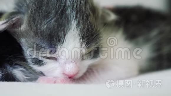 搞笑视频两只可爱的新生小猫在床上集体睡觉.. 宠物生活方式概念宠物概念。 小猫斑纹