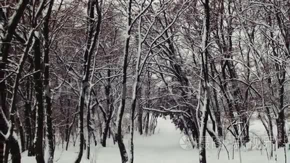 下雪的冬季森林视频