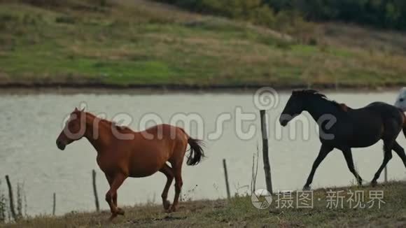 马在草地上奔跑视频