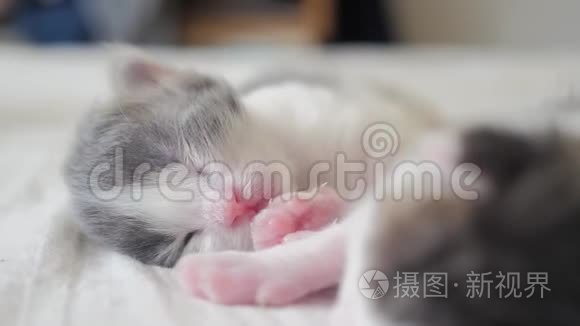 搞笑视频两只宠物可爱新生小猫睡眠生活方式团队合作床上.. 宠物概念宠物概念。 小猫