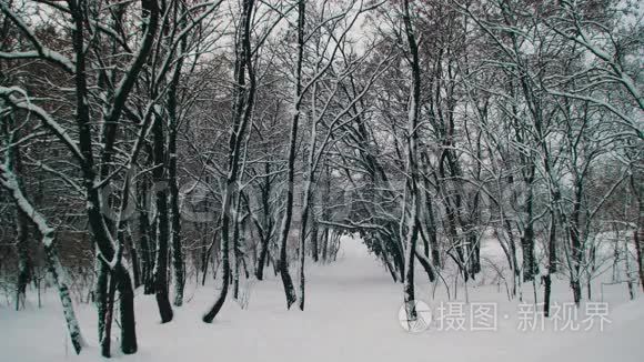 下雪的冬季森林