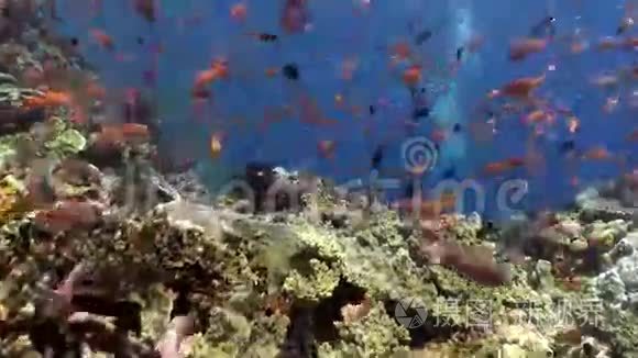 礁坡上五颜六色的鱼群视频