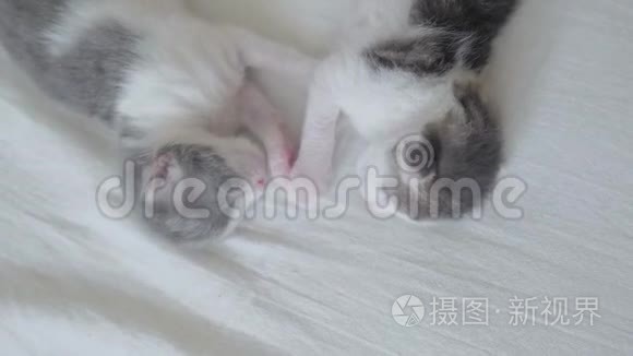 搞笑视频两只宠物可爱新生小猫睡觉团队在床上.. 宠物概念宠物概念。 小猫斑纹