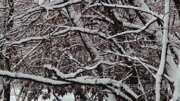 下雪的冬季森林