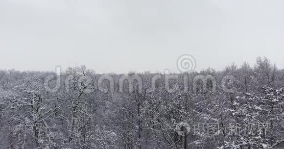 雪中的冬季森林