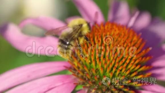 大黄蜂在紫锥花上视频