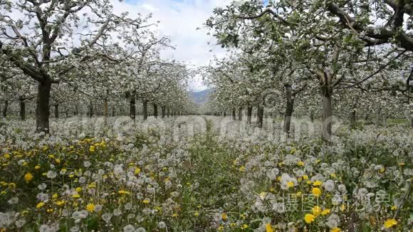 苹果园里的蒲公英视频