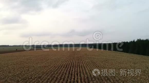 玉米地受干旱干燥的影响视频