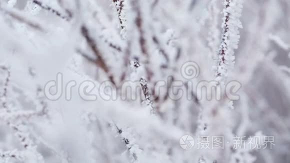 冬季滑降时结霜的树枝视频