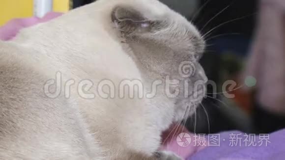 展览会上的猫视频