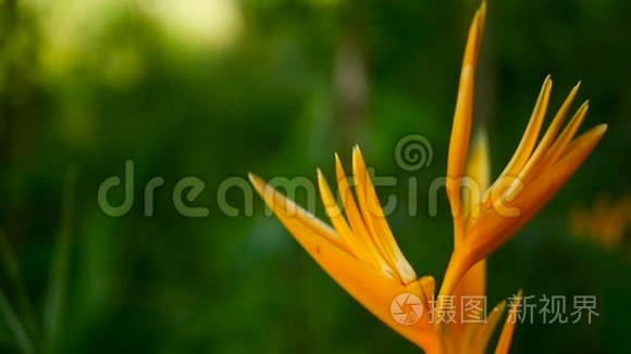 橙黄螺旋，Strelitzia，鸟乐园宏观特写，绿色背景.. 异国热带盛开的花朵