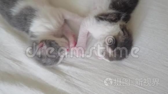 搞笑视频两只宠物可爱新生小猫睡觉团队在床上.. 宠物概念宠物概念。 小猫斑纹