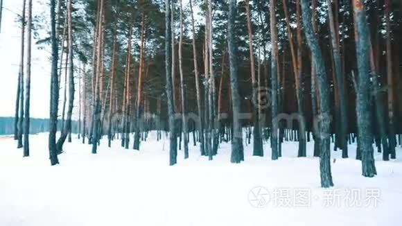 寒冷冬天的森林视频