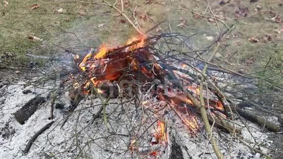 火和余烬视频