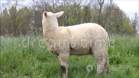 羔羊在草地上寻找视频