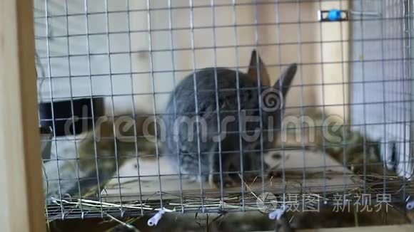 视频兔子在笼子里繁殖灰色下巴视频