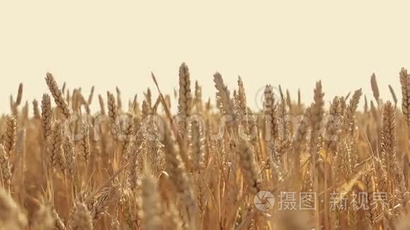 日落时麦田里的小麦视频