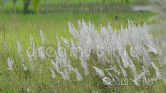 印度西孟加拉邦，加尔各答，甘草