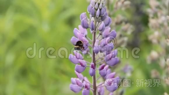 蜜蜂从羽扇豆中喝花蜜