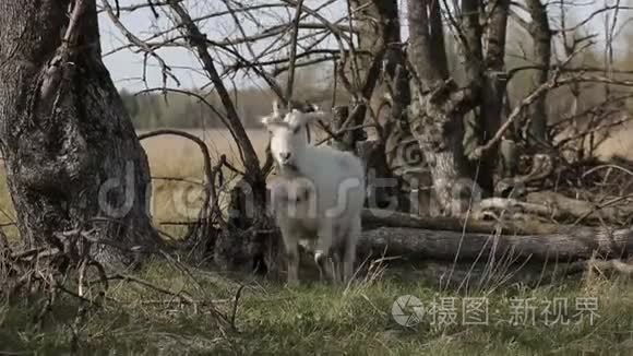 农场里的白色山羊