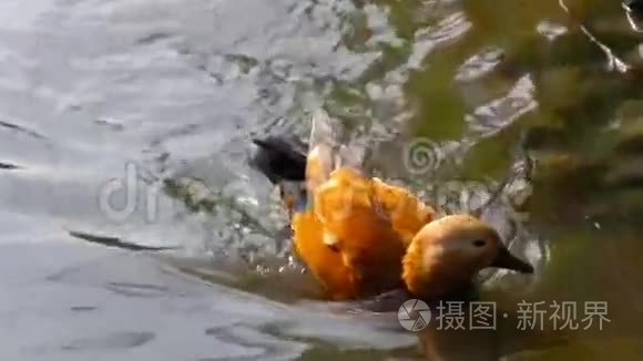 湖中的鸭子动物视频