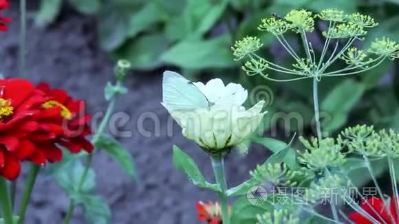 蝴蝶喝花蜜视频