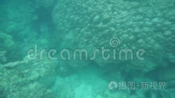 安达曼海珊瑚鱼群视频