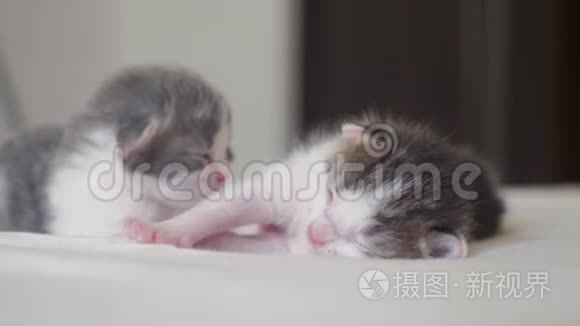 搞笑视频两只可爱的新生小猫生活方式睡眠团队在床上.. 宠物概念宠物概念。 小猫条纹