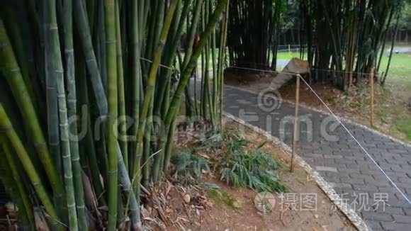 花园里的竹树视频