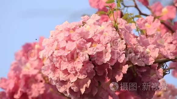 粉红色的花朵，塔布维亚玫瑰花，春天开花