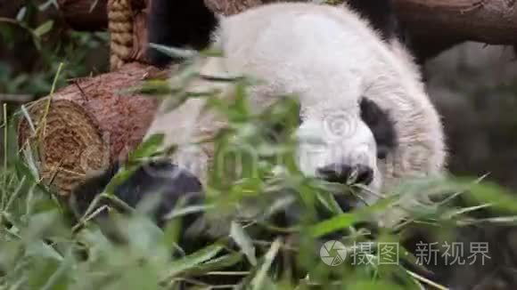 大熊猫吃竹子视频