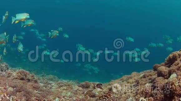 珊瑚礁上的旗鱼和鲸鲨视频