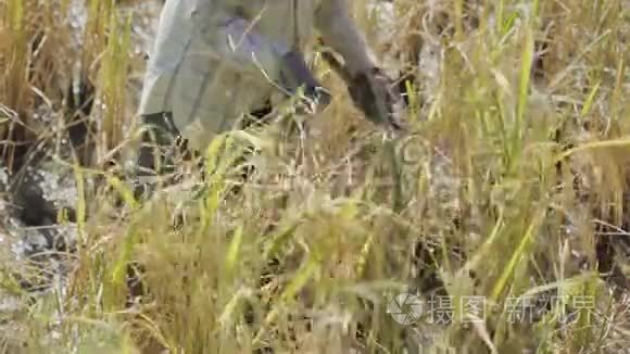 农民用镰刀收割水稻视频