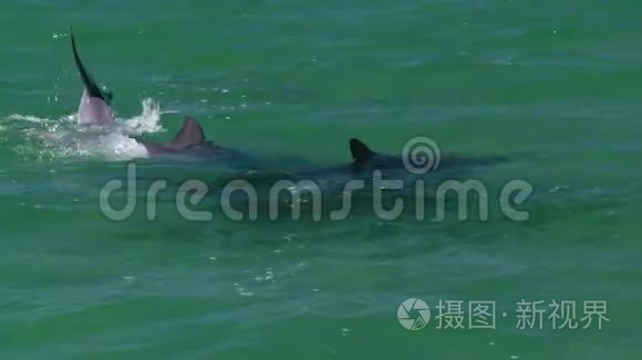 一只海豚在广阔的海洋里游泳视频