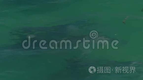 一只海豚在广阔的海洋里游泳视频