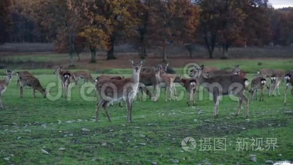 自然界中的斑点鹿视频