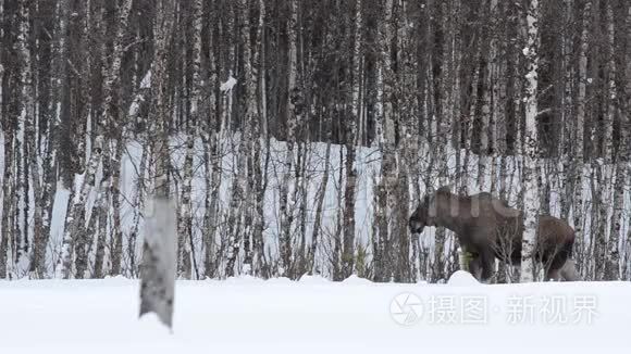 麋鹿妈妈在冬天用白桦树喂养视频