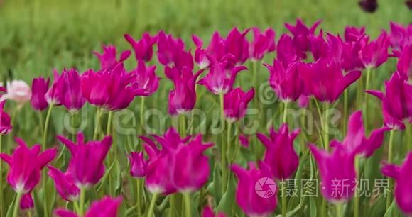 美丽的红郁金香绽放在田野上