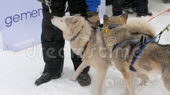 带狗司机的哈士奇雪橇犬队视频