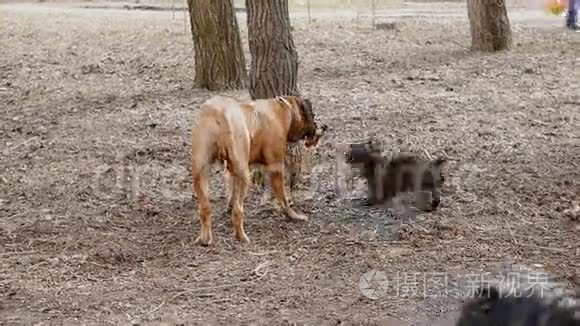 英国獒犬和法国斗牛犬视频