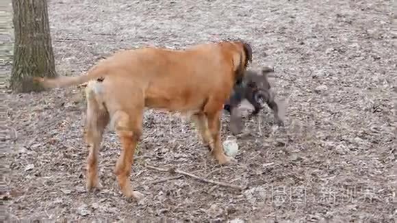 英国獒犬和法国斗牛犬视频