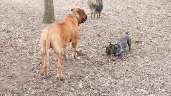英国獒犬和法国斗牛犬视频