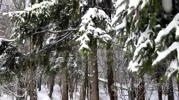 冬天雪中的树视频